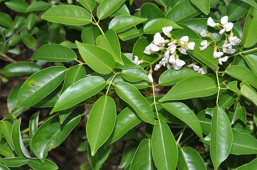 Derris trifolia